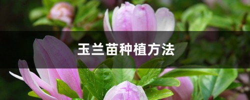 玉兰苗种植方法