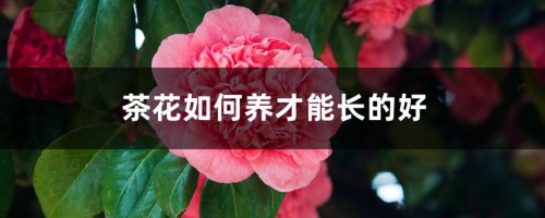 茶花如何养才能长的好，茶花的养殖方法