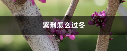 紫荆怎么过冬