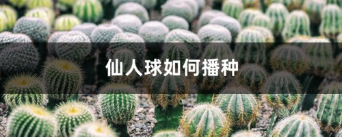 仙人球如何播种